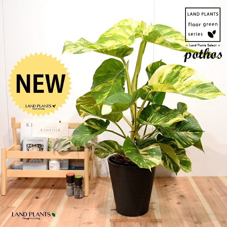 ポトス（大葉：グランデ） 8号 黒色 セラアート鉢 1鉢 H90cm程度 観葉植物 【バークチップ・受皿】 床置きサイズ 大型 ポトスグランデ 斑入り 斑 フイリ pothos grande