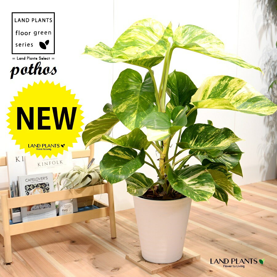 ポトス（大葉：グランデ） 8号 白色 セラアート鉢 1鉢 H90cm程度 観葉植物 【バークチップ・受皿】 床置きサイズ 大型 ポトスグランデ 斑入り 斑 フイリ pothos grande