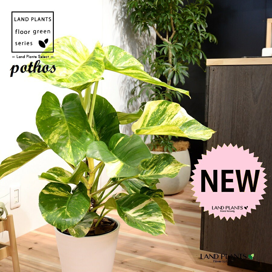 ポトス（大葉：グランデ） 8号 白色 セラアート鉢 1鉢 H90cm程度 観葉植物 【バークチップ・受皿】 床置きサイズ 大型 ポトスグランデ 斑入り 斑 フイリ pothos grande