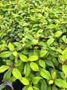 【ケース販売：9入】 ビバーナム（シナモミフォリウム） 5号 ポット苗 9鉢 ビブルナム Viburnum cinnamomifolium