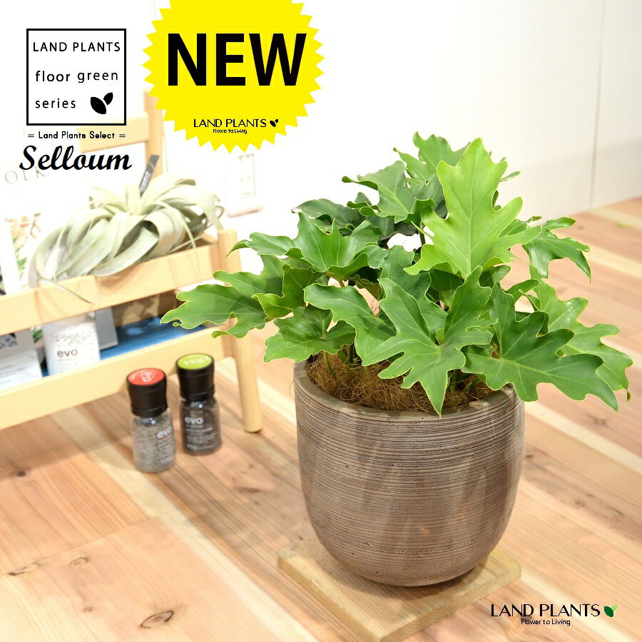 楽天市場】大型(種類(植物)セローム)(観葉植物|花・観葉 楽天市場】大型(種類(植物)セローム)(観葉植物|花・観葉
