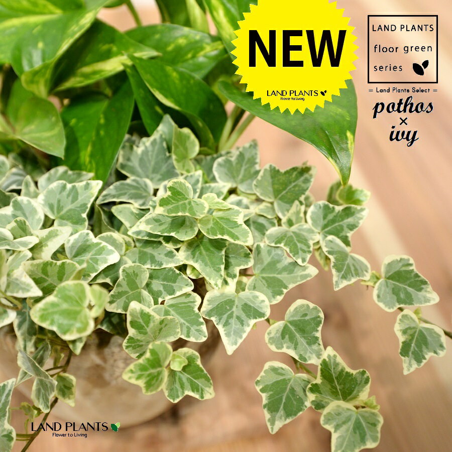 ポトス×アイビー（斑入り） エッグ型 ラウンド陶器鉢 Sサイズ 1鉢 H30cm程度 【ココファイバー】 床置きサイズ 大型 オーレア ヘデラ 斑 フイリ オウゴンカズラ 黄金葛 葛 Pothos hedera