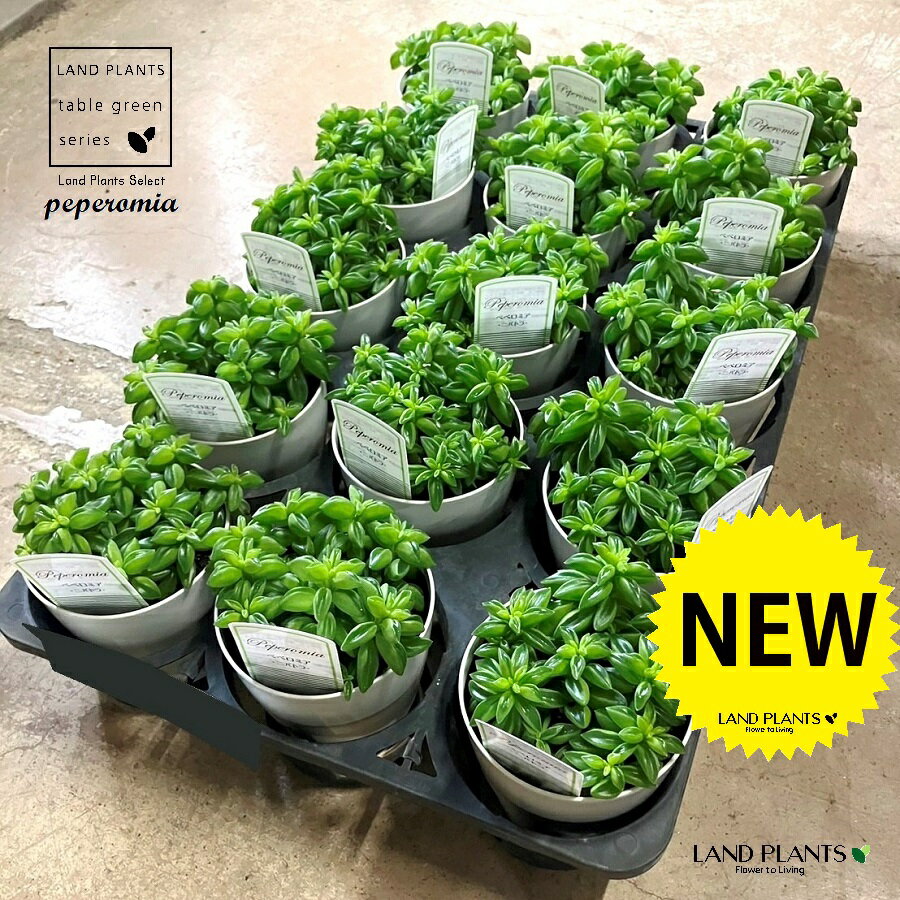 ペペロミア（ニパドラ） 3.5号 プラスチック苗 1鉢 ペペロミアニパドラ Peperomia