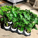 【ケース販売:15入】 セローム 3.5号 プラスチック苗 15鉢 selloum