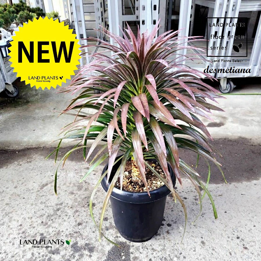 ユッカ ユッカ（ディスティアーナ） 8号 プラスチック鉢 1鉢ユッカディスメキアーナ Yucca desmetiana