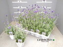 【ケース販売：24入】 ラベンダー（レースラベンダー） 3.5号 ポット苗 24鉢 フレンチラベンダー 多花性 Lavandula