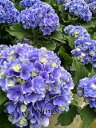  i[~[ [~ gDMU[Fu[j 5 vX`bN 1 z AWTC nChWA hydrangea