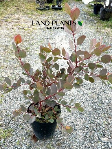 楽天市場】ユーカリ 苗(サイズ(植木鉢)7 ~ 9号)(花・観葉 楽天市場】ユーカリ 苗(サイズ(植木鉢)7 ~ 9号)(花・観葉