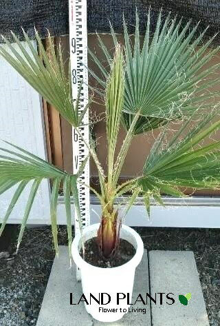 楽天市場】ワシントンヤシ(高さ(植物)71 ~ 130.9cm)の通販 楽天市場】ワシントンヤシ(高さ(植物)71 ~ 130.9cm)の通販
