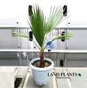 ヤシ（ワシントンヤシ） 6号 プラスチック鉢 1鉢 ヤシの木 パームツリー オキナヤシ ワシントニアパーム Washingtonia filifera