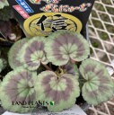 ゼラニウム（コテン：古典） 3号 ポット苗 1鉢 ゼラニウムコテン テンジクアオイ Pelargonium