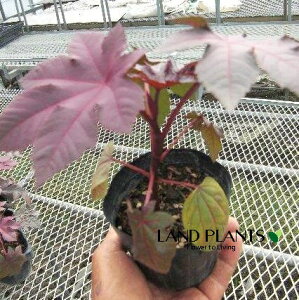 トウゴマ(唐胡麻) 3.5号 ポット苗 1鉢 ヒマ(蓖麻) ひまし油(蓖麻子油) Ricinus communis