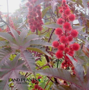 トウゴマ(唐胡麻) 3.5号 ポット苗 1鉢 ヒマ(蓖麻) ひまし油(蓖麻子油) Ricinus communis