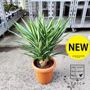 ドラセナ（ユッカ・シルバースター） 8号 プラスチック鉢 1鉢 ユッカシルバースター dracaena yucca silver star