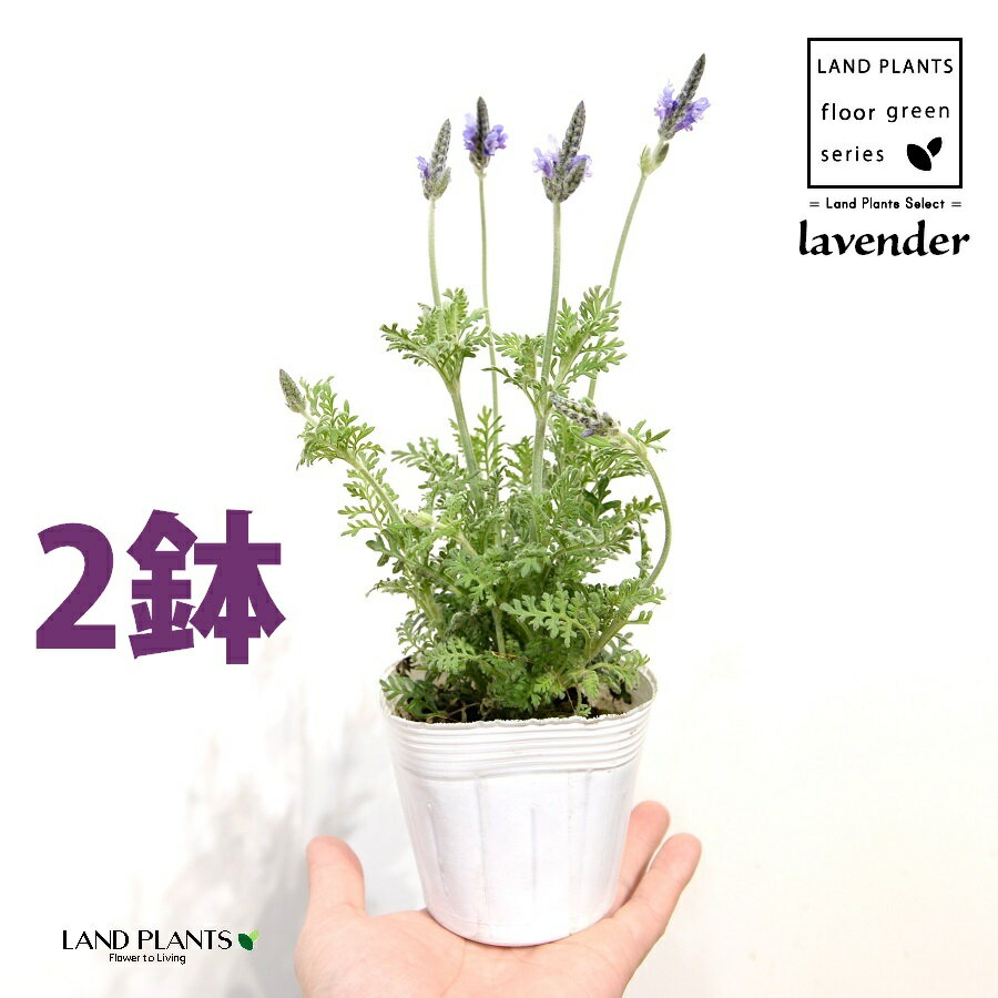 ラベンダー（レースラベンダー）2鉢 3.5号 ポット苗 フレンチラベンダー 多花性 Lavandula