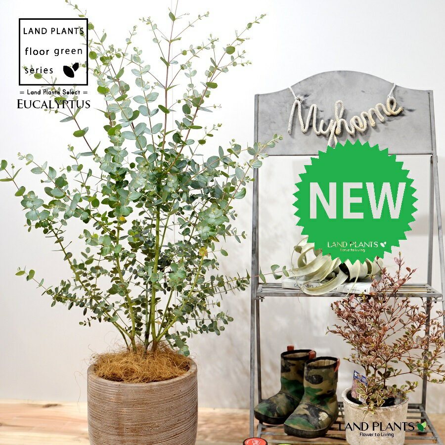 楽天市場】ユーカリ グニー(高さ(植物)71 ~ 130.9cm)の通販 楽天市場】ユーカリ グニー(高さ(植物)71 ~ 130.9cm)の通販