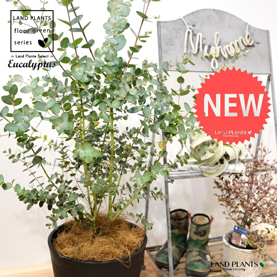 楽天市場】ユーカリ グニー(高さ(植物)71 ~ 130.9cm)の通販 楽天市場】ユーカリ グニー(高さ(植物)71 ~ 130.9cm)の通販