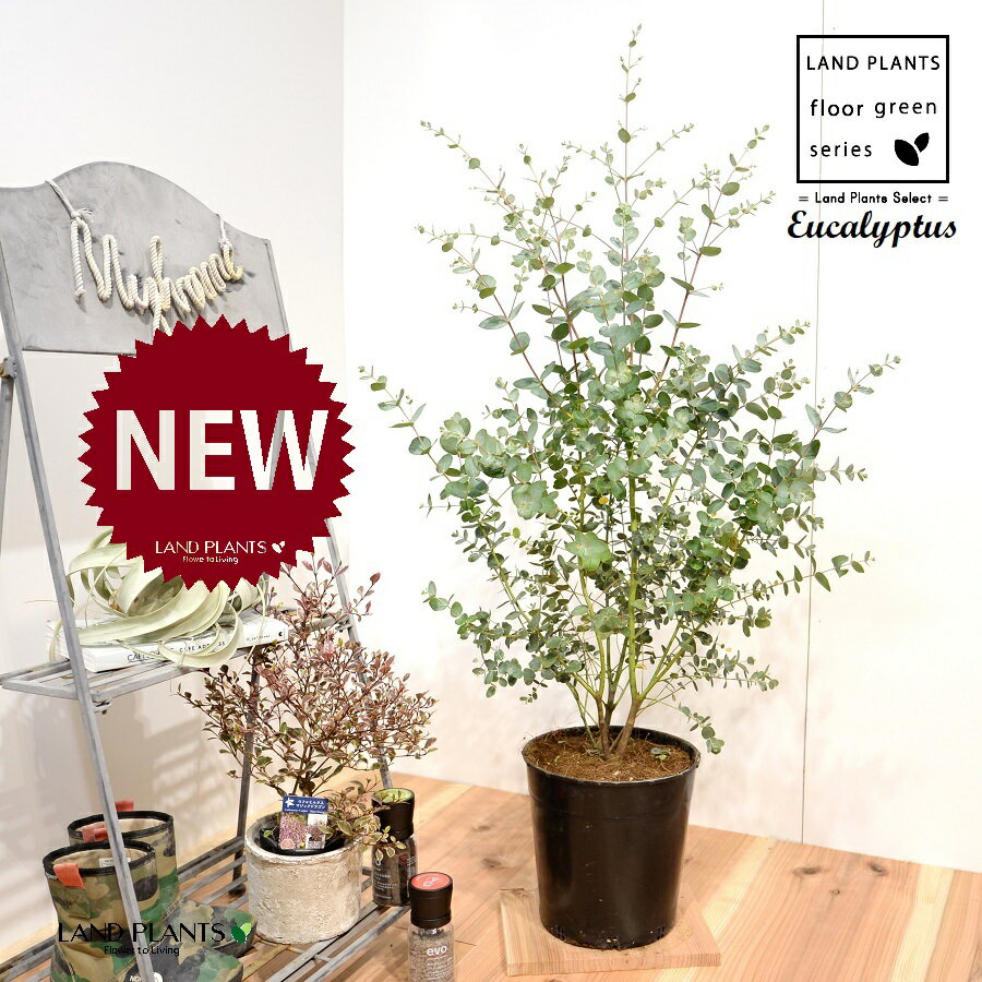 楽天市場】ユーカリ 苗(サイズ(植木鉢)7 ~ 9号)(花・観葉 楽天市場】ユーカリ 苗(サイズ(植木鉢)7 ~ 9号)(花・観葉