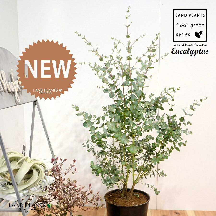 楽天市場】ユーカリ 苗(サイズ(植木鉢)7 ~ 9号)(花・観葉 楽天市場】ユーカリ 苗(サイズ(植木鉢)7 ~ 9号)(花・観葉