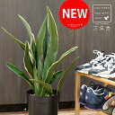 オモト:万年青(都城)苗木 7号 プラスチック ポット苗 1鉢 H70cm程度 【受皿・軽石】 床置きサイズ 大型 モダンオモト 有田おもと 御祝い品 縁起物 ...