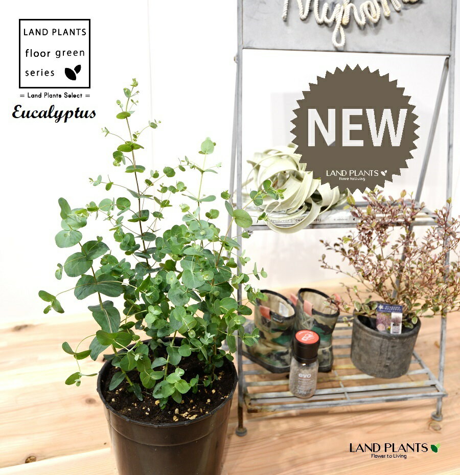 楽天市場】ユーカリ 苗(サイズ(植木鉢)7 ~ 9号)(花・観葉 楽天市場】ユーカリ 苗(サイズ(植木鉢)7 ~ 9号)(花・観葉