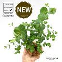 ユーカリ（グニー） 4号 白色 プラスチック鉢 1鉢 【ココファイバー】 Eucalyptus