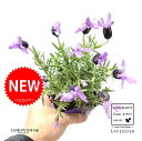 ラベンダー（フェアリーパープル） 3.5号 ポット苗 1鉢 Lavender