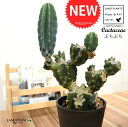 柱サボテン （鬼面角：ぶちぶち） 8号 黒色 セラアート鉢 1鉢 キメンカク ハシラサボテン Cereus repandus Peruvian apple