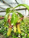 ネペンテス(ベントリコーサ) 5号 吊り鉢 1鉢 食虫植物 ハエトリグサ 殺虫 食虫 Nepenthes