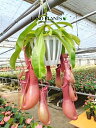 ネペンテス(アラータ) 5号 吊り鉢 1鉢 食虫植物 ハエトリグサ 殺虫 食虫 Nepenthes