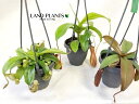 【ケース販売:8入】 ネペンテス(アラータ) 5号 吊り鉢 8鉢 アラタ 食虫植物 ハエトリグサ 殺虫 食虫 Nepenthes