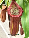 ネペンテス（リンダ） 5号 吊り鉢 1鉢 食虫植物 ハエトリグサ 殺虫 食虫 Nepenthes