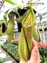 ネペンテス(ルイーザ) 5号 吊り鉢 1鉢 食虫植物 ハエトリグサ 殺虫 食虫 Nepenthes