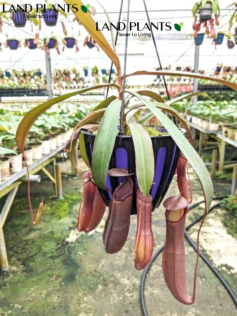 ネペンテス（レベッカ） 5号 吊り鉢 1鉢 食虫植物 ハエトリグサ 殺虫 食虫 Nepenthes