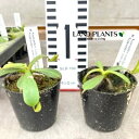 ネペンテス(ビーチ:交配種) 2.5号 ポット苗 1鉢 食虫植物 ハエトリグサ 殺虫 食虫 Nepenthes