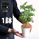 山椒(サンショウ) 1鉢 4号 白色 プラスチック鉢 【ココファイバー】 サンショウ苗 山椒の木 サンショウの木 木の芽 キノメ ハジカミ 葉サンショウ 葉山椒 香辛料 蝶々のエサ 蝶々 Zanthoxylum piperitum