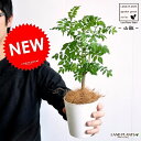 【お試し】 山椒（サンショウ） 4号 白色 プラスチック鉢 【ココファイバー】 サンショウ苗 山椒の ...