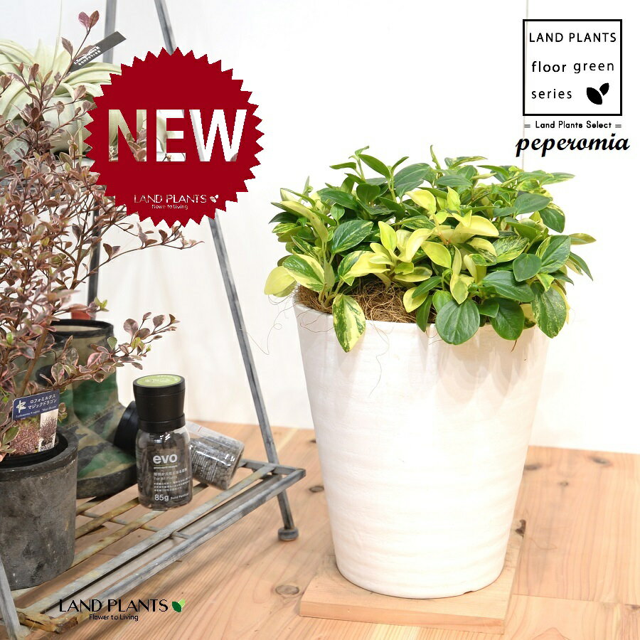 ペペロミア（グラベラ） 8号 白色 セラアート鉢 1鉢 【ココファイバー・受皿】 ペペロミアグラベラ ペ..