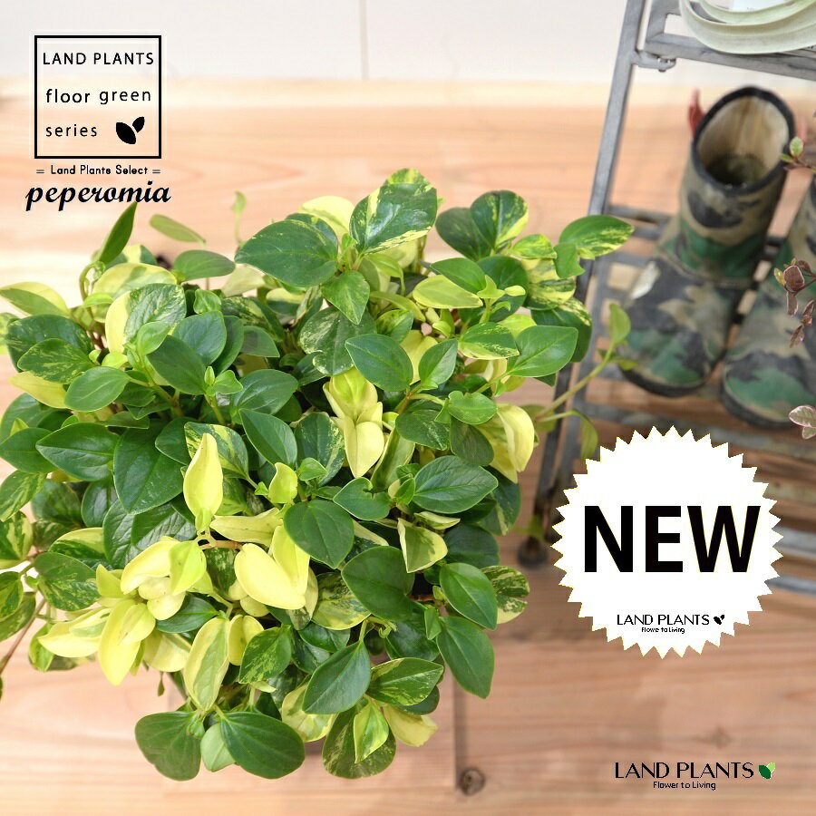 ペペロミア（グラベラ） 苗木 7号 プラスチック ポット苗 1鉢 ペペロミアグラベラ ペペ 多肉 多肉質 Peperomia glabella 3