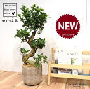 KW}iȂ~́j fUC̗ǂ eRb^ 1 yRRt@Co[z H90cmx ܂  K̖ LWi[  炳 חt  Վ  Ficus microcarpa