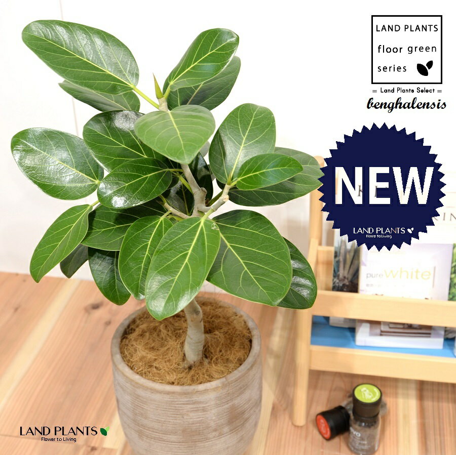 ベンガルゴム（自然樹形：ショート） デザインの良い テラコッタ鉢 1鉢 【ココファイバー・受皿】 H60c..