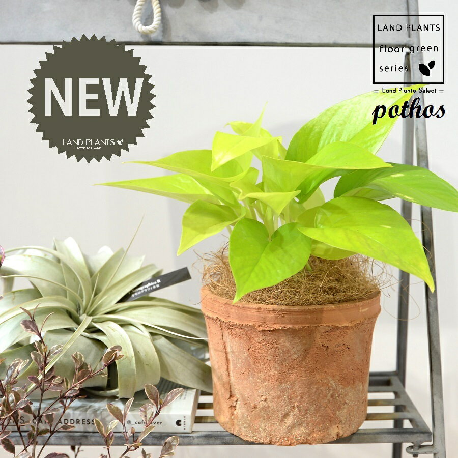 ポトス（ライム） 茶色 モスポット シリンダー型 1鉢 【ココファイバー】 ポトスライム pothos