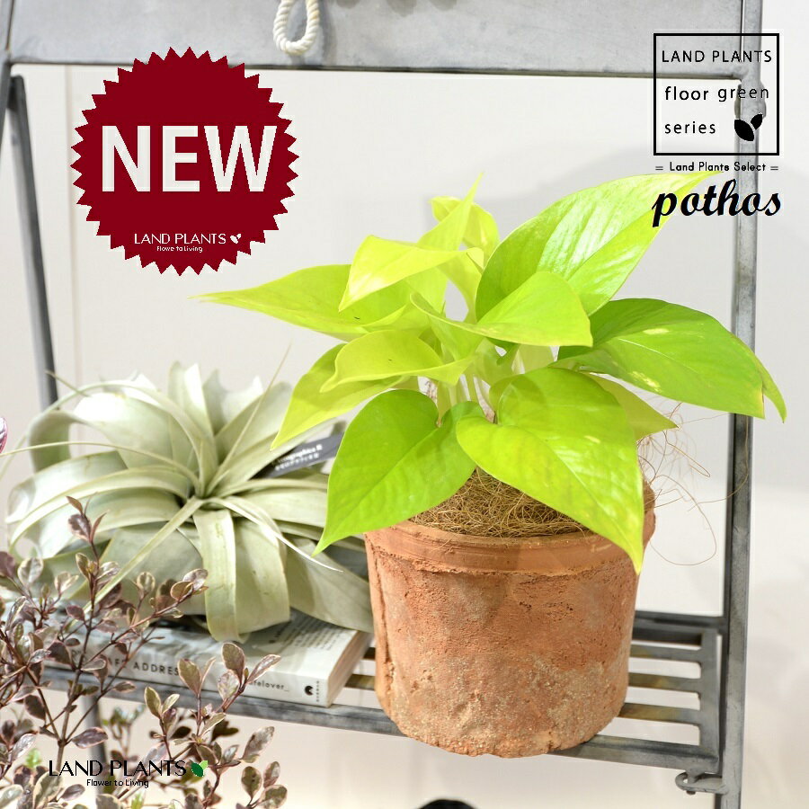 ポトス（ライム） 茶色 モスポット シリンダー型 1鉢 【ココファイバー】 ポトスライム pothos