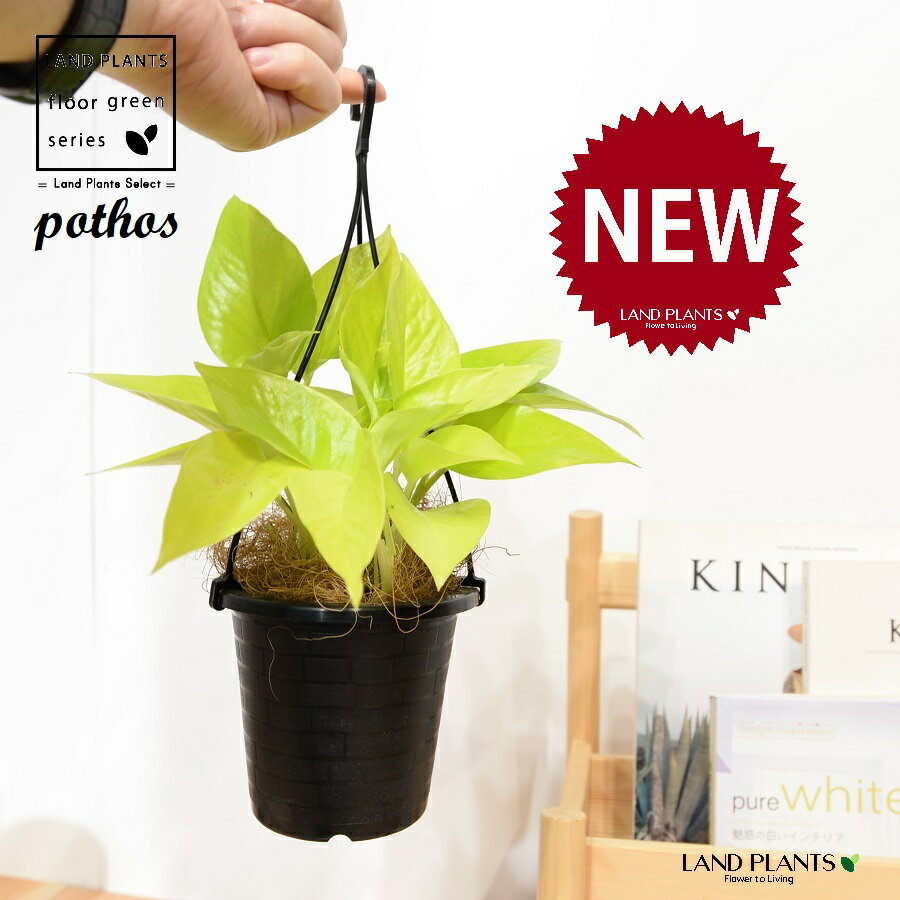 ポトス（ライム） 4号 吊り鉢 プラスチック製 1鉢 【ココファイバー】 ポトスライム pothos