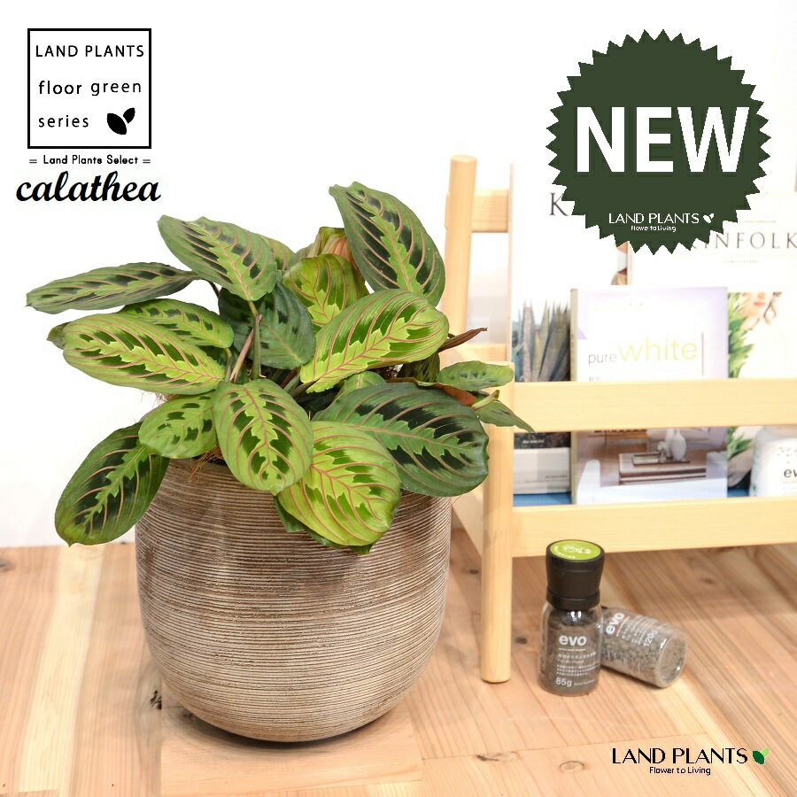 カラテア（マランタ：低木） デザインの良い テラコッタ鉢 1鉢 【ココファイバー・受皿】大型 カラテア..