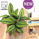 JeAir[eB[X^[j fUC̗ǂ eRb^ 1 yRRt@Co[EMz^ JeA}Ri SVLoloVE Jungle velvet Calathea beautystar 3