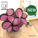 JeAip[v[Yj fUC̗ǂ eRb^ 1 yRRt@Co[EMz^ JeAp[v[Y SVLoloVE Jungle velvet Calathea purplerose 3