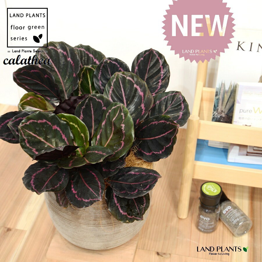 カラテア（ドッティ：低木） デザインの良い テラコッタ鉢 1鉢 【ココファイバー・受皿】大型 カラテアドッティ ゴシキヤバネバショウ Jungle velvet Calathea 'Veitchiana' 