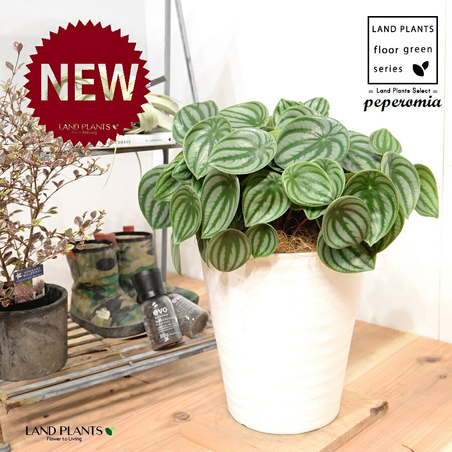 ペペロミア8号白色セラアート鉢1鉢...