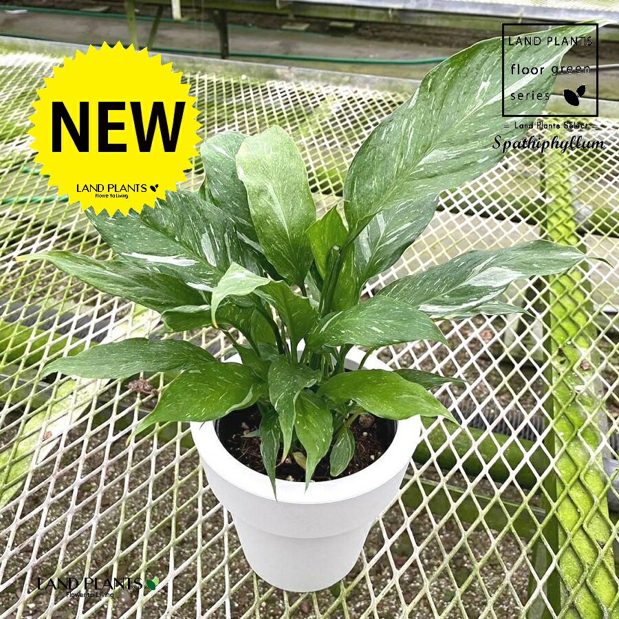 スパティフィラム（ドミノ） 5号 プラスチック鉢 1鉢 スパティフィラムドミノ Spathiphyllum Dominoのサムネイル